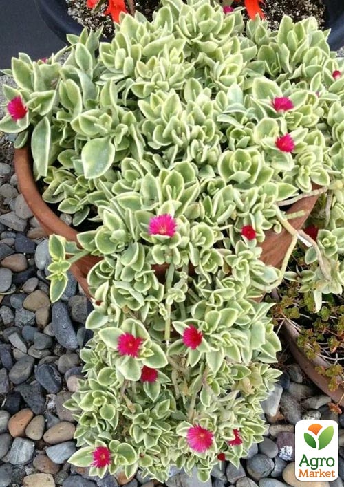 

Аптенія ампельна Variegata