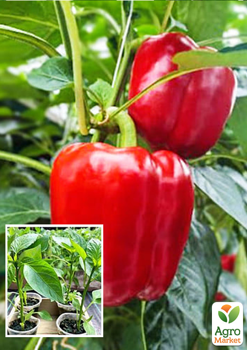 Рассада Перец сладкий «Клаудио F1» (фермерское взращивание)