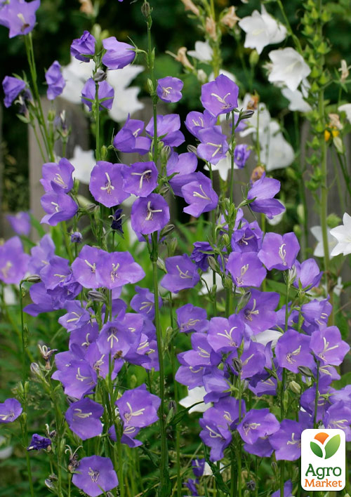 

Колокольчик персиколистный Caerulea (обильноцветущий многолетник)