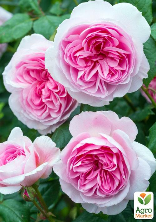 

Эксклюзив! Роза английская белая с розовой серединой Сладкая палитра (Sweet palette) (саженец класса АА+, премиальный морозостойкий сорт)