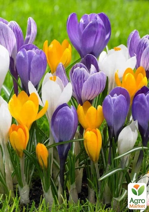 

Крокус MIX укорінений (відцвів)