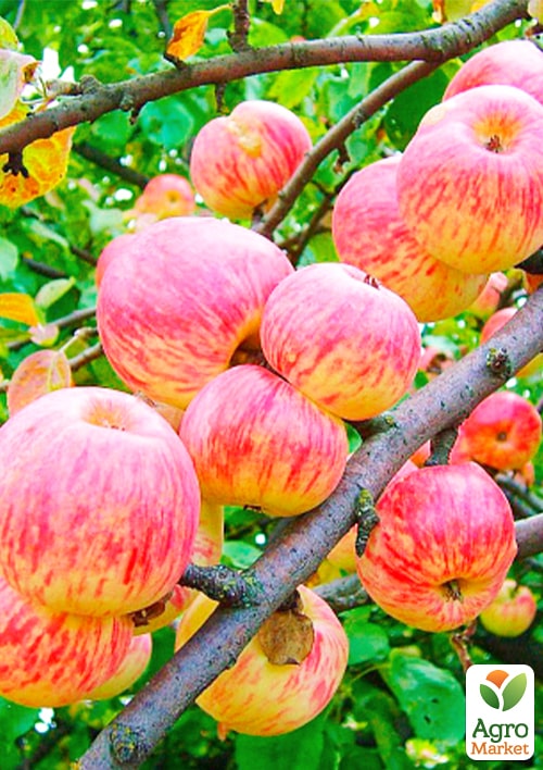 

Яблуня Світанок Млієва (літній сорт, ранній термін дозрівання)