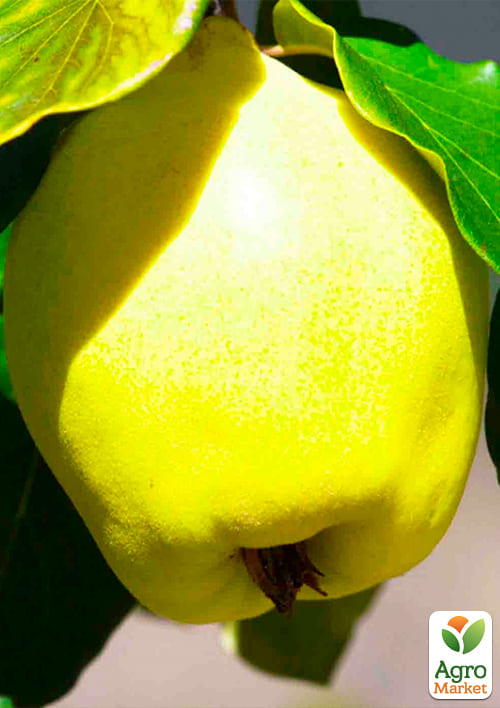 

Айва грушоподібна (осінній сорт, середній термін дозрівання)