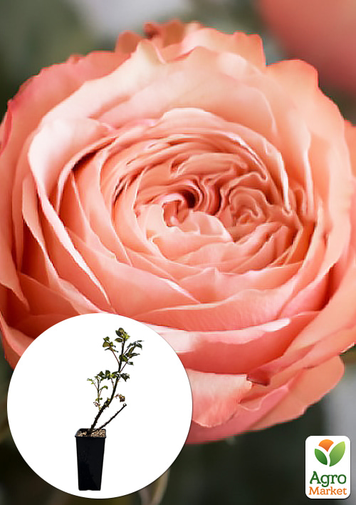 

Троянда чайно-гібридна Кахала в контейнері, вищий сорт