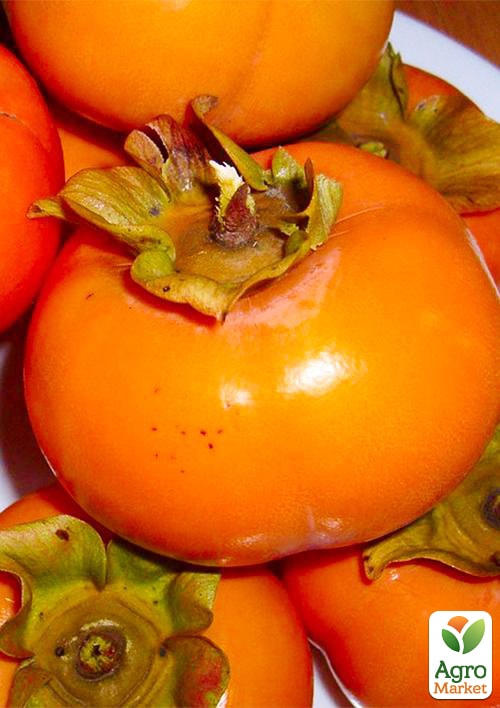 

Ексклюзив! Хурма помаранчева Солодкість (Sweetness) (преміальний супер соковитий сорт)