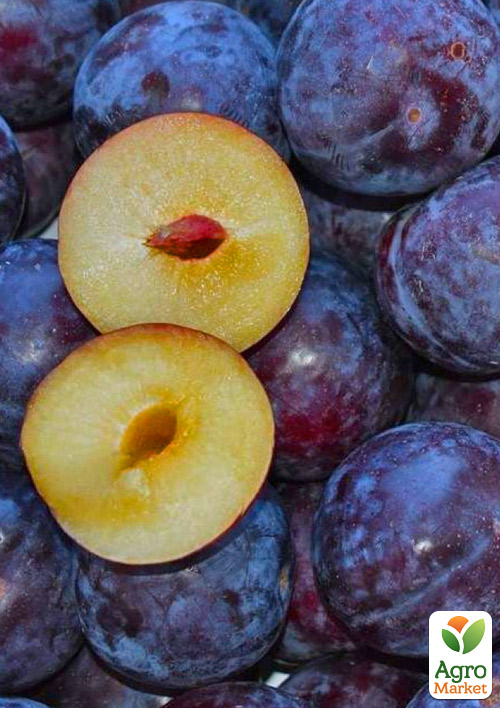 

Слива диплоидная Блэк Амбер (высокоурожайный, крупноплодный сорт)