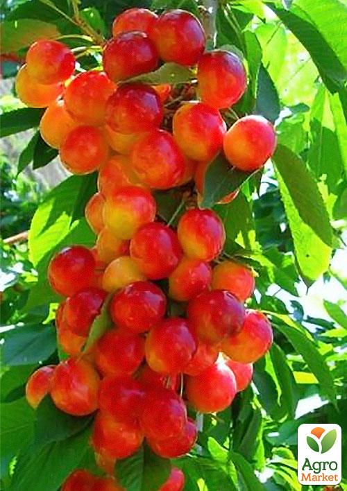 

Эксклюзив! Черешня колоновидная Розовая