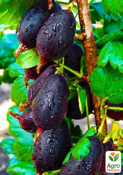 

Агрус Чорномор (середньо-пізній термін дозрівання, високозімостойкий сорт)