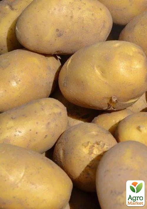 Картопля "Берніна" насіннєва середньостигла (1 репродукція) 5кг