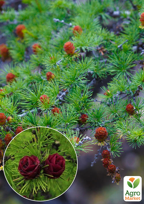 Лиственница Даурская 4-х летняя (Larix gmelinii) С5 высота 100-140см 1 саженец в упаковке