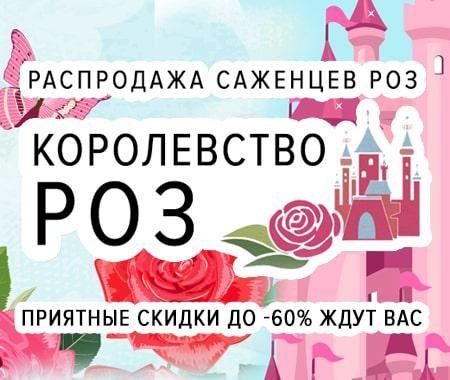 Королевство роз: саженцы прекрасных роз со скидками до -60% Королевство роз: саженцы прекрасных роз со скидками до -60%
