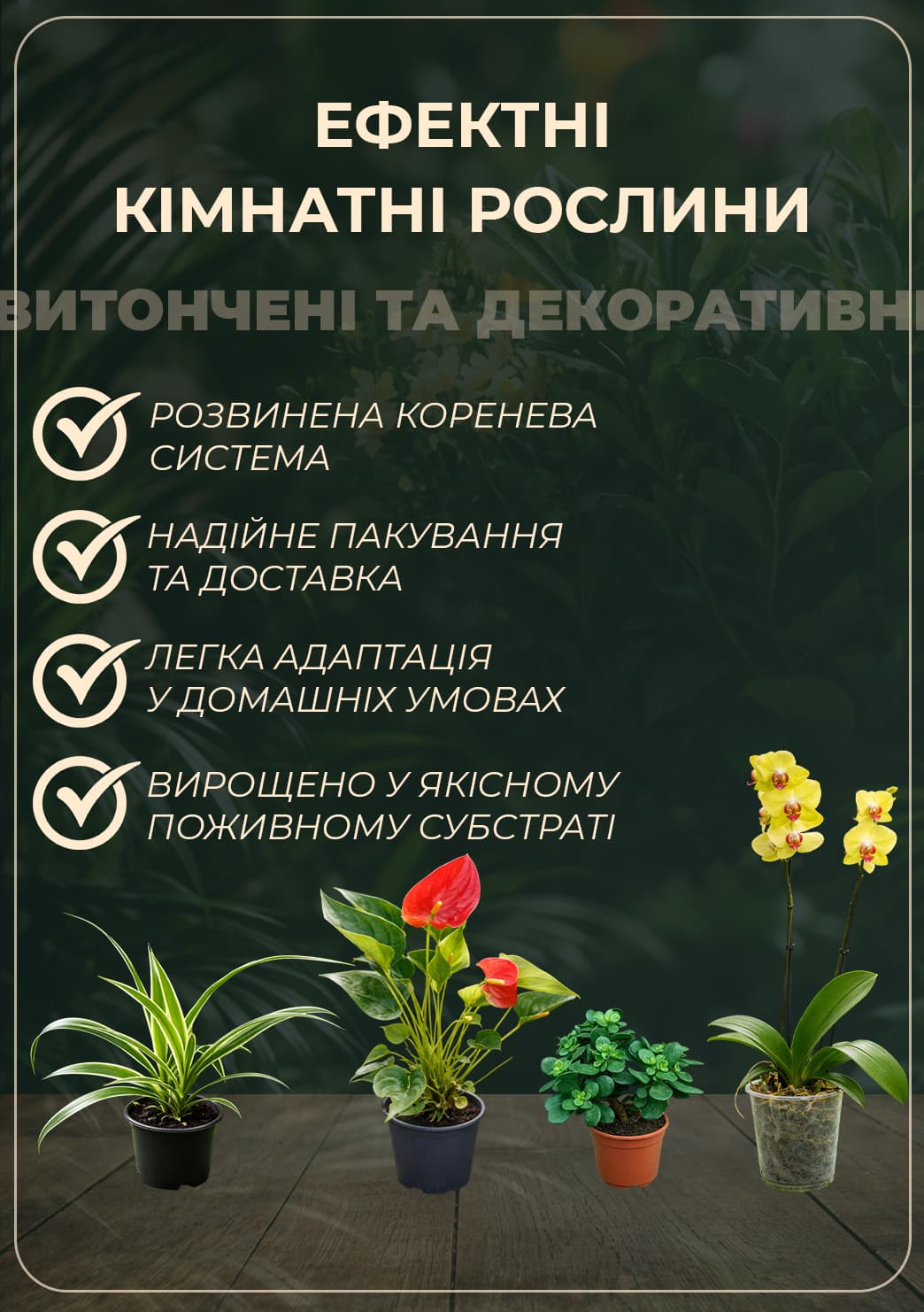 Орхидея (Phalaenopsis) "Cascade Lime" 1 саженец в упаковке (комнатный) Нидерланды