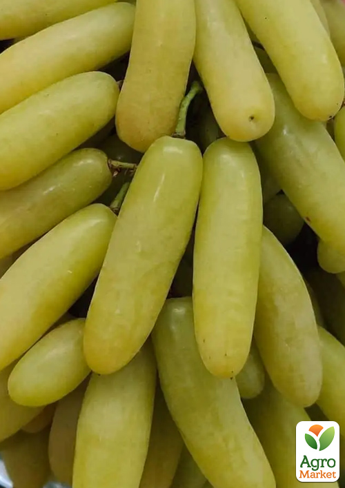 

Виноград Бананові ніжки (ранній, великий, солодкий)