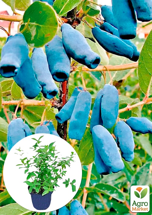 

Жимолість 2-річна Спокуса (середній термін дозрівання, великоплідний сорт) С2