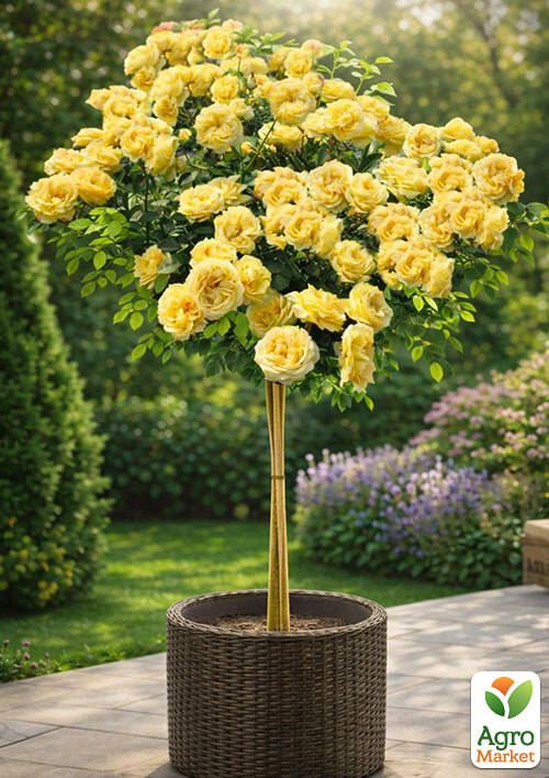 

Троянда штамбова Лемон Помпон (Lemon Pompom) (саджанець класу АА+)