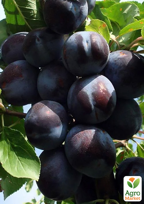 

Алича Ельдорадо (осінній сорт, пізній термін дозрівання)