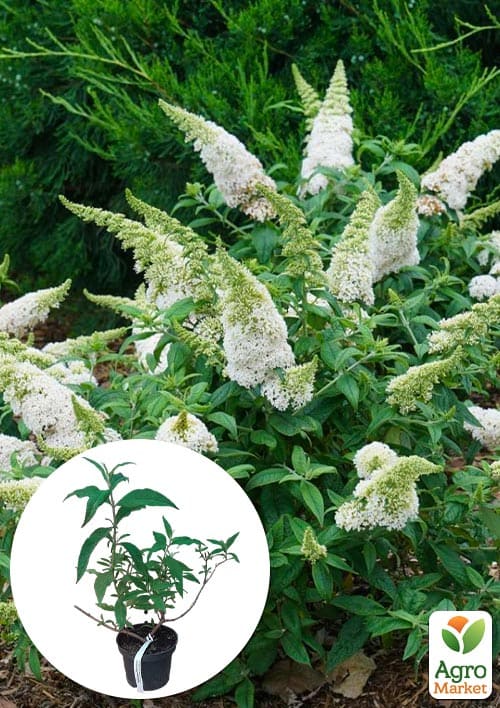 

Буддлея Давида White Profusion С3, висота 20-40см