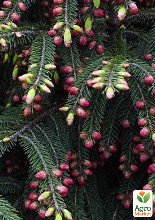 

Ялина Вільсона Picea Wilsonii (горщик P9)