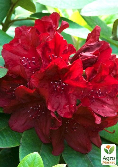 

Рододендрон красный Нова Зембла (Nova Zembla)