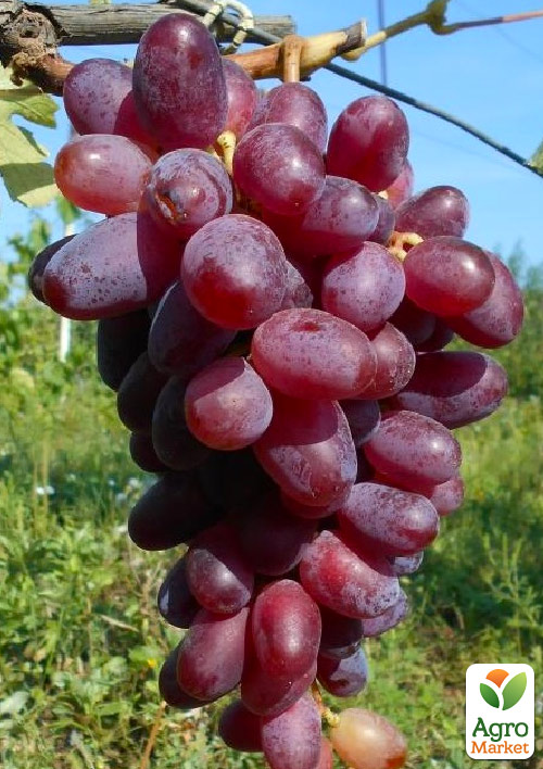

Виноград десертный Мечта (сладкий гармоничный)