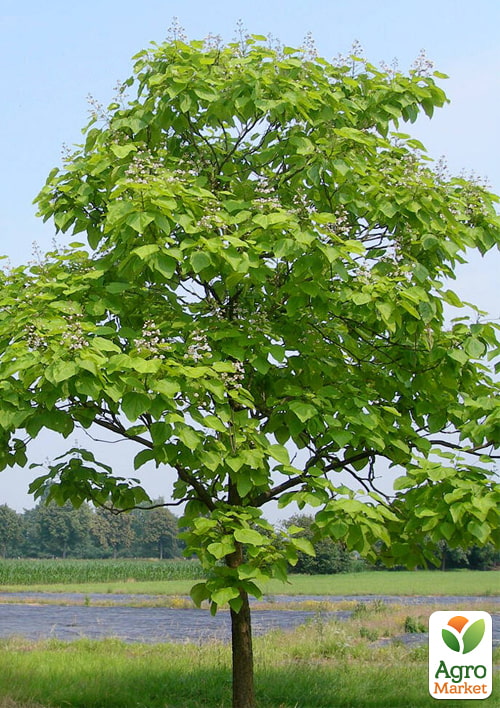 

Катальпа 3-річна бігнонієподібна (Catalpa bignonioides), С3 висота 60-100см