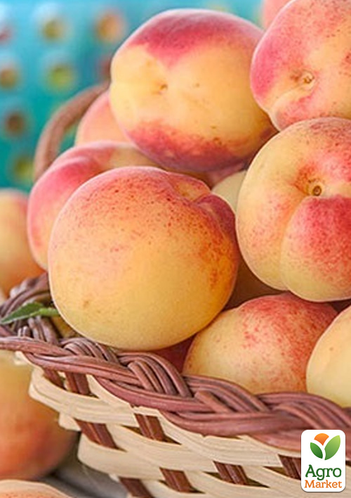 

Абрикос Шугар Перлз (летний сорт, средний срок созревания)