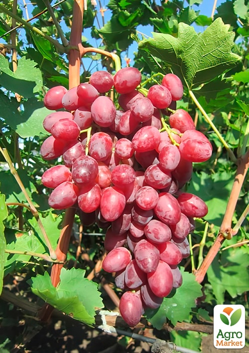 

Виноград Анатоль (середньоранній термін дозрівання, великий, ароматний)