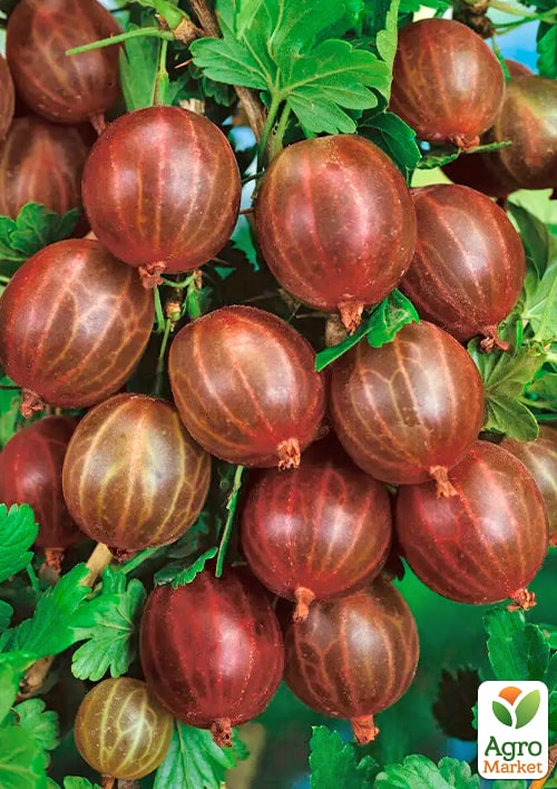 

Аґрус безшипний Редбол (ранній термін дозрівання, морозостійкий сорт)