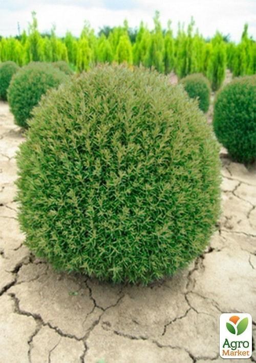 Туя вересковидна горщик P9 1 саджанець в упаковці