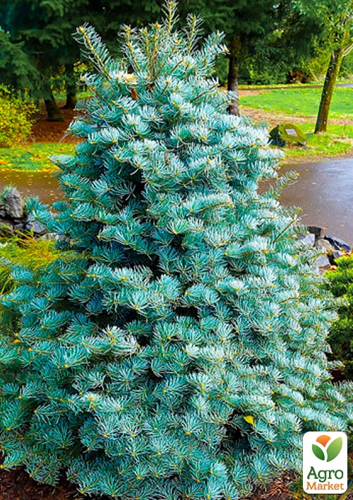 

Ялиця одноколірна Violacea С7.5, висота 45-55см