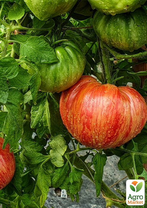 

Томат Jazz ТМ Vesna Select 20шт