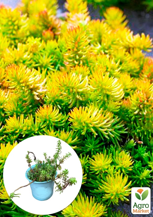 

Очиток отогнутый Ангелина(Sedum reflexum Angelna)