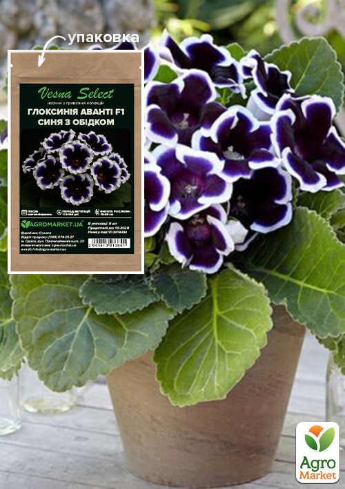 

Глоксинія Аванті F1 синя з обідком ТМ Vesna Select 5шт