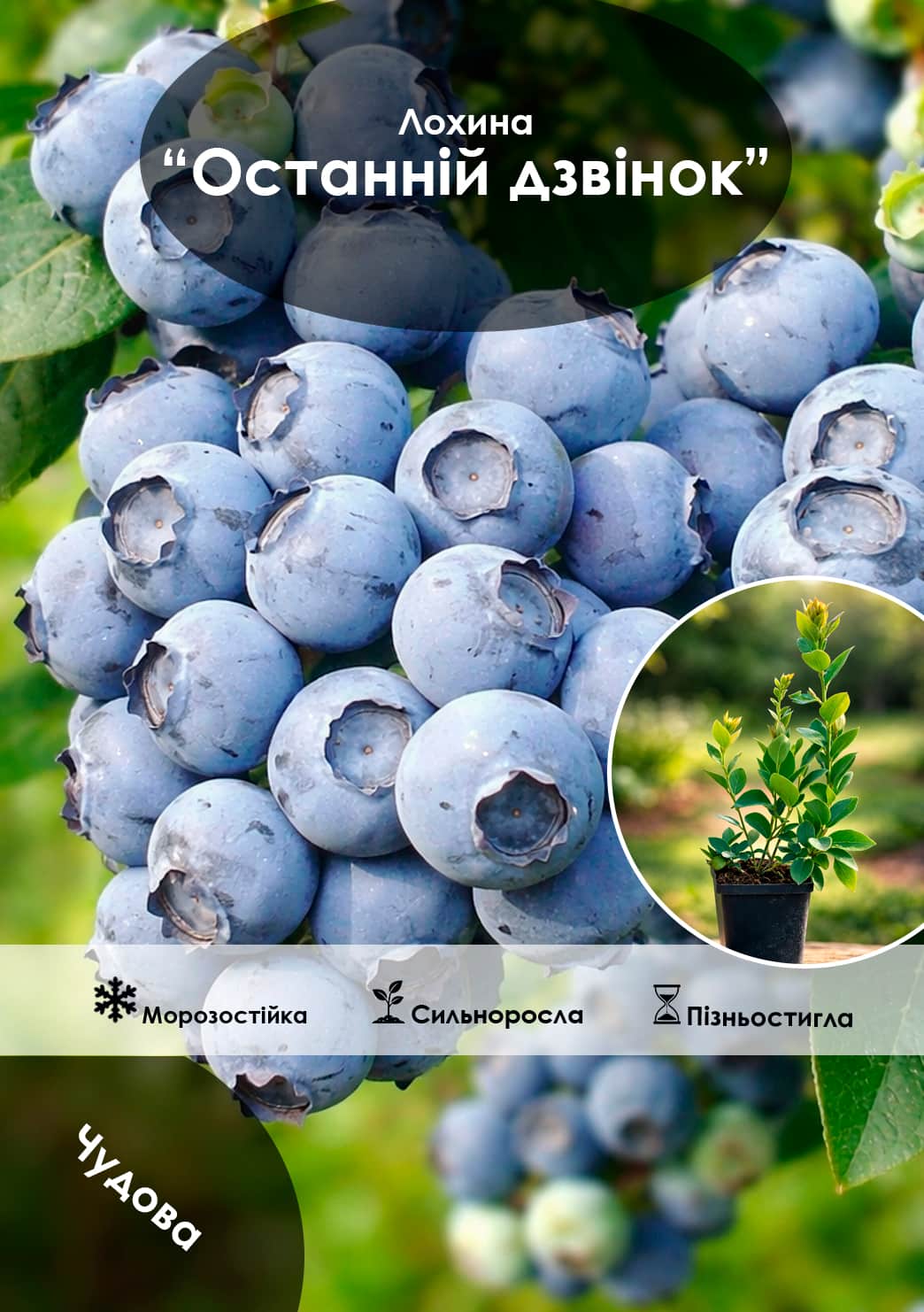 

Ексклюзив! Лохина (чорниця садова) Last Call (Останній дзвінок) (пізній термін дозрівання)