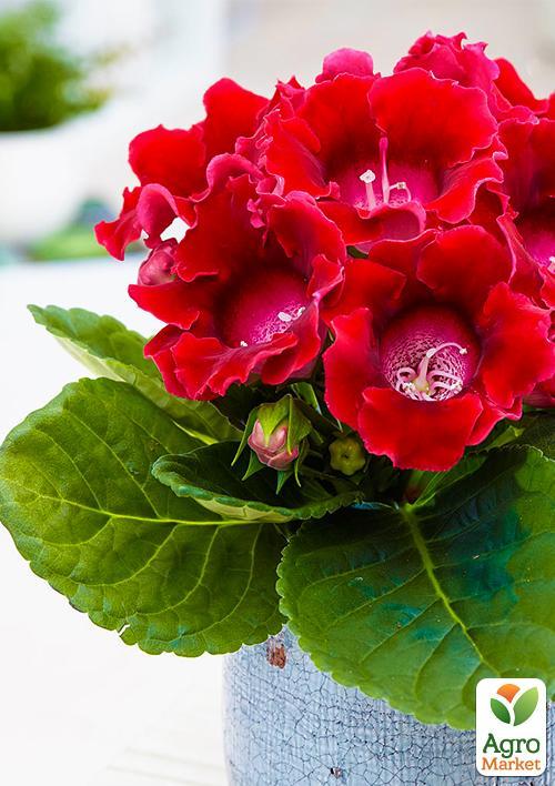 

Глоксиния Corina