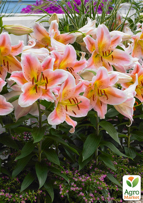 

Лілія горщикова Salmon Party