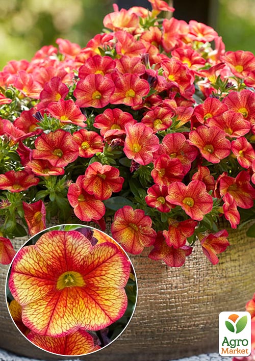 

Калібрахоа Mini Famous Uno Bakari