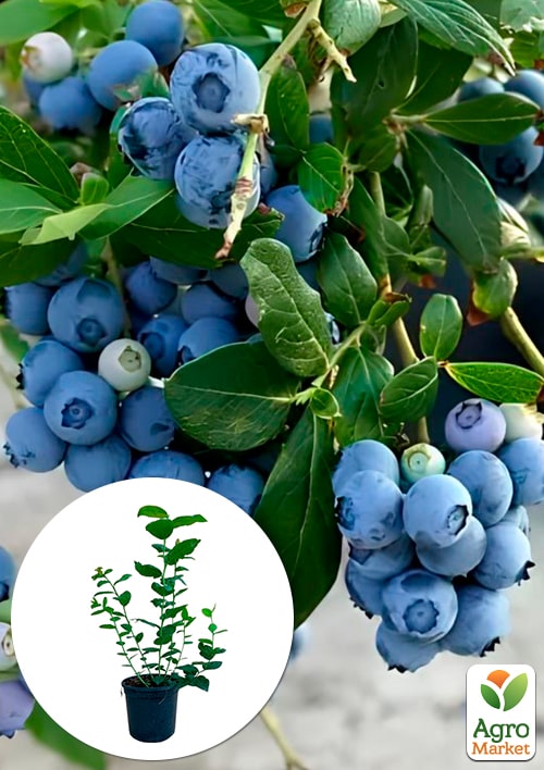 

Лохина (чорниця садова) 2 роки Ханна Чойс(Hannah's Choice) С1,5 висота 50-60см