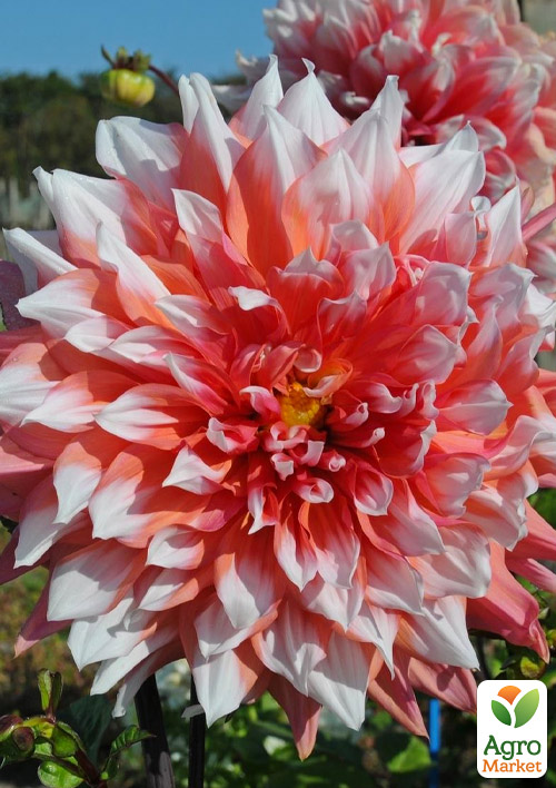 

Жоржина Holland Festival (гігантська квітка)