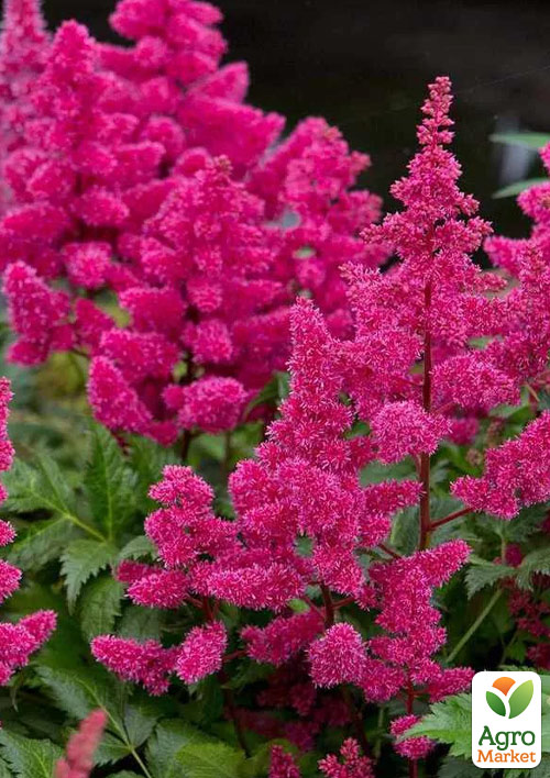 

Астильба Elizabeth Van Veen