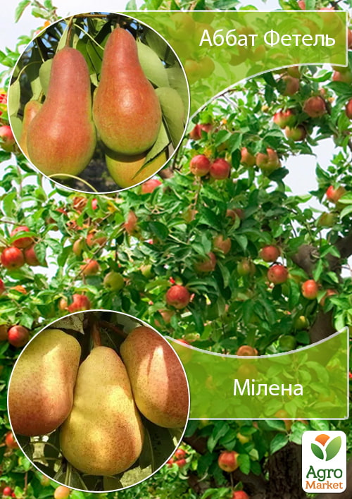 

Дерево-сад Груша Аббат Фетель+Милена