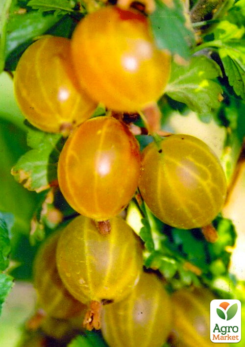 

Эксклюзив! Крыжовник янтарный Вдохновение природы (Inspiration of nature) (премиальный очень крупноплодный сорт)