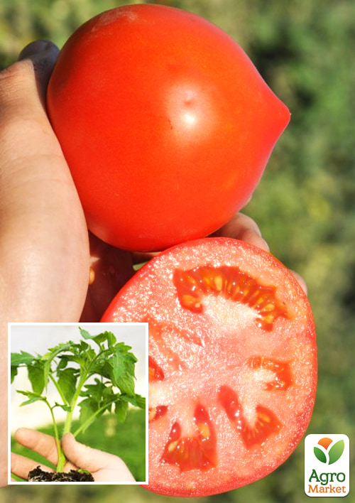 

Рассада Томат «Каста F1» (фермерское взращивание), 1шт в упаковке