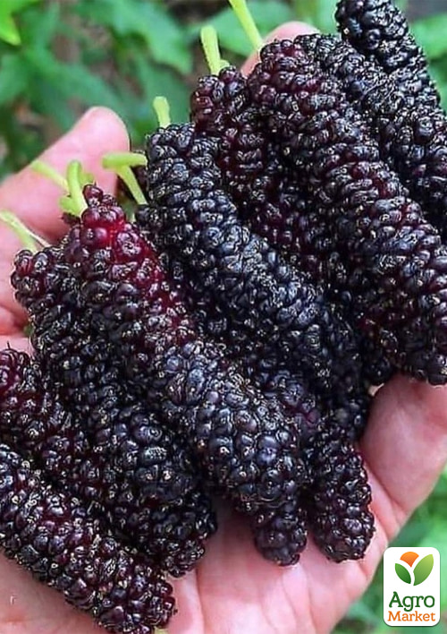 

Шелковица привитая длинноплодная Пакистанская (десертная, летний сорт, средний срок созревания)