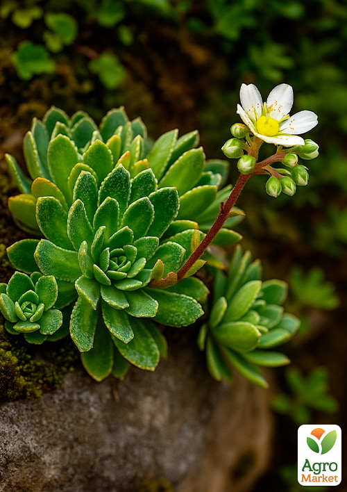 

Камнеломка метельчатая Paniculata