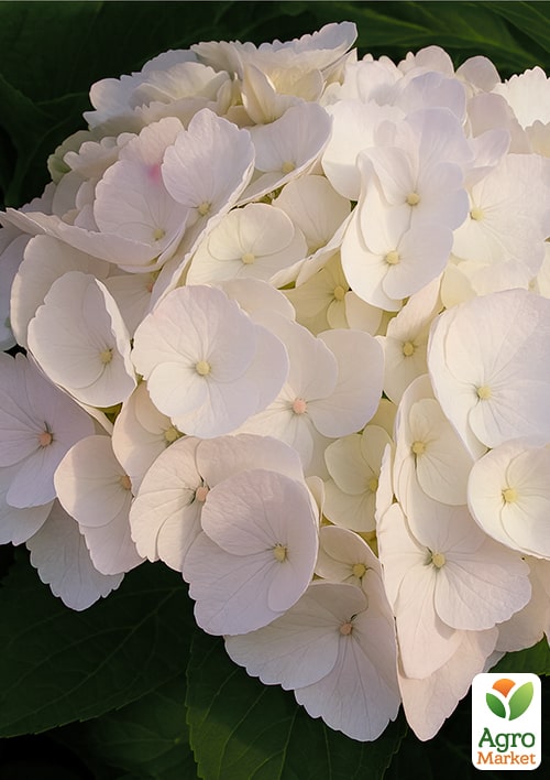 

Гортензія крупнолиста біла Мадам Еміль Мюллер (Madame Emile Mouillere)