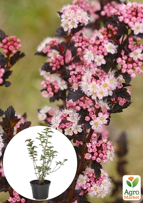 

Пузыреплодник калинолистный Little Devil С2, высота 20-40см