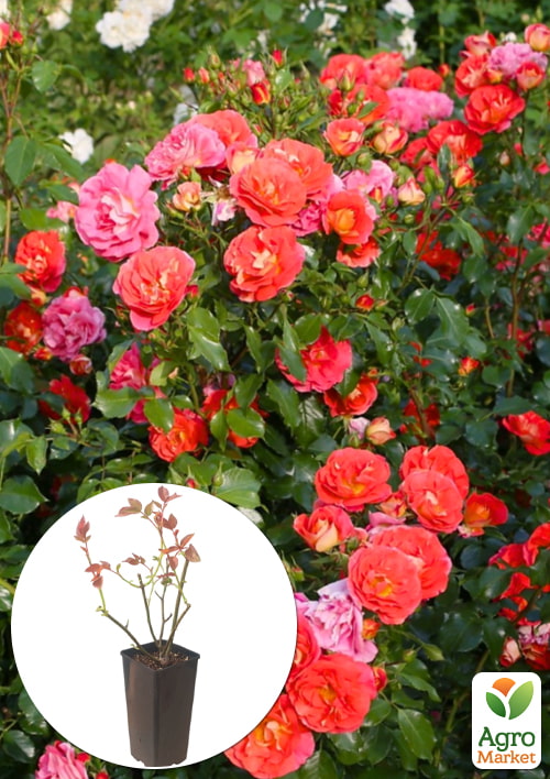 

Роза флорибунда Gebrüder Grimm в контейнере, высший сорт