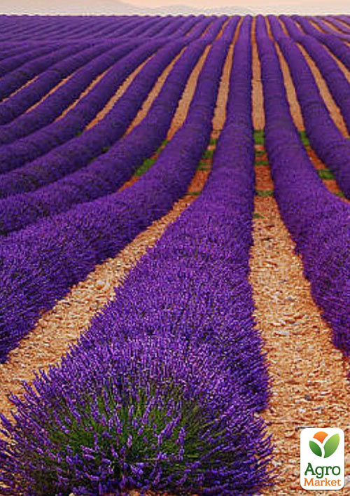 

Лаванда английская узколистная Хидкот (Hidcote)