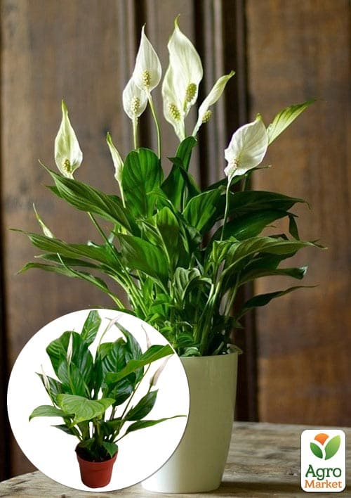 

Спатифиллум Bellini Make Up высота 55-65см